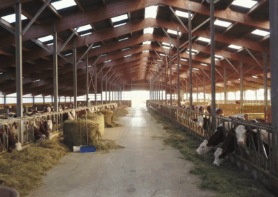 Une grande étable ou vivent ces vaches productrice de lait pour faire du comté