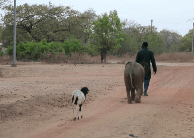 Nania l'éléphanteau suivant son gardien avec sa meilleure amie