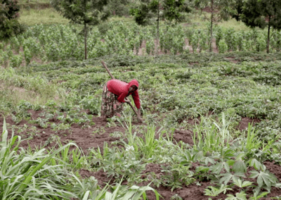 Une travailleuse rwandaise dans un champs