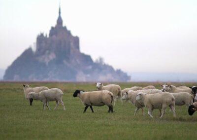 des moutons élevés dans la baie du mont-saint-michel