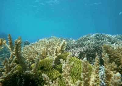 Des coraux dans les récifs de la Nouvelle-Calédonie