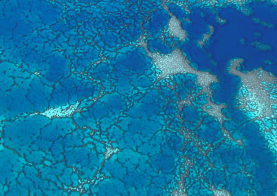 Les coraux de Nouvelle-Caledonie