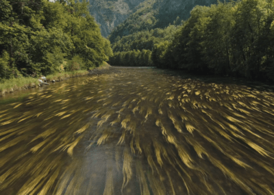 Une rivière des Pyrénées près de la ou les vol d'arbres ont eu lieu