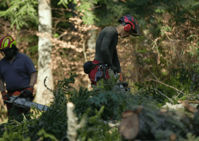 Des bucherons coupent des arbres dans les Pyrénées