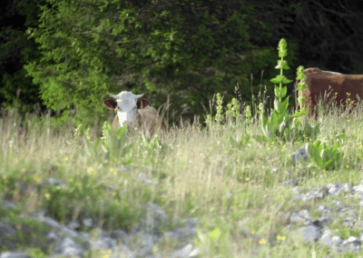 Une vache dans un champs